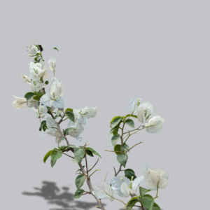 bougainvillea-plant-climber