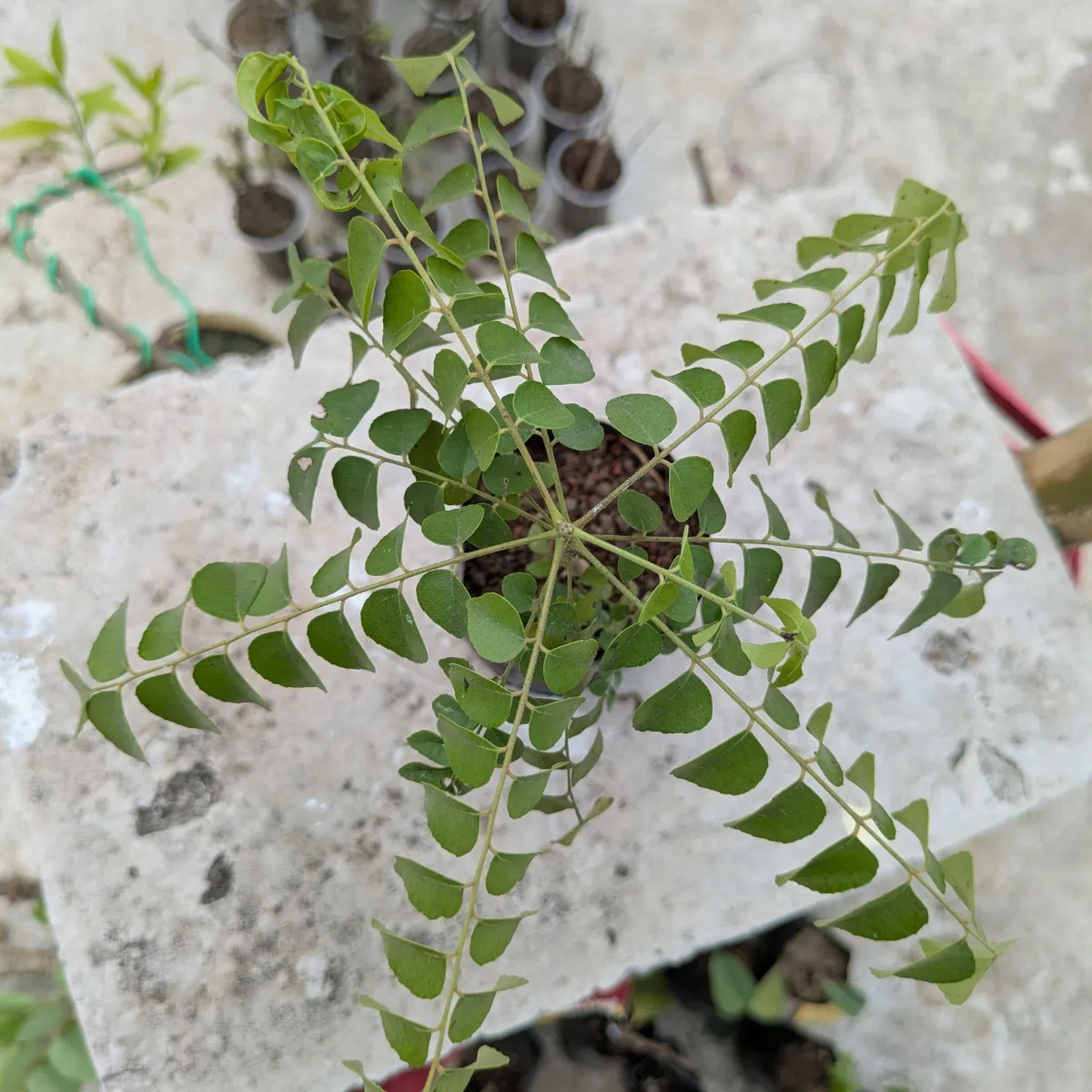 Curry Leaf Plant | Fresh and Aromatic - Image 3