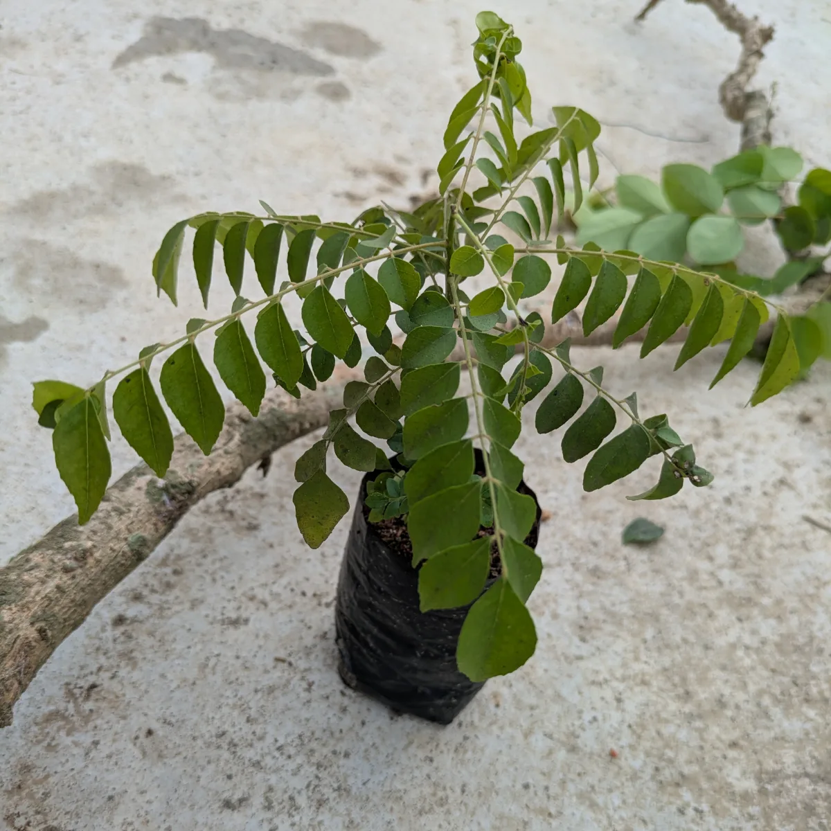 curry-leaves
