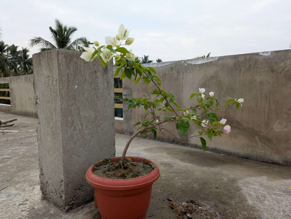 Bougainvillea Kagaji Live Plant - Image 3