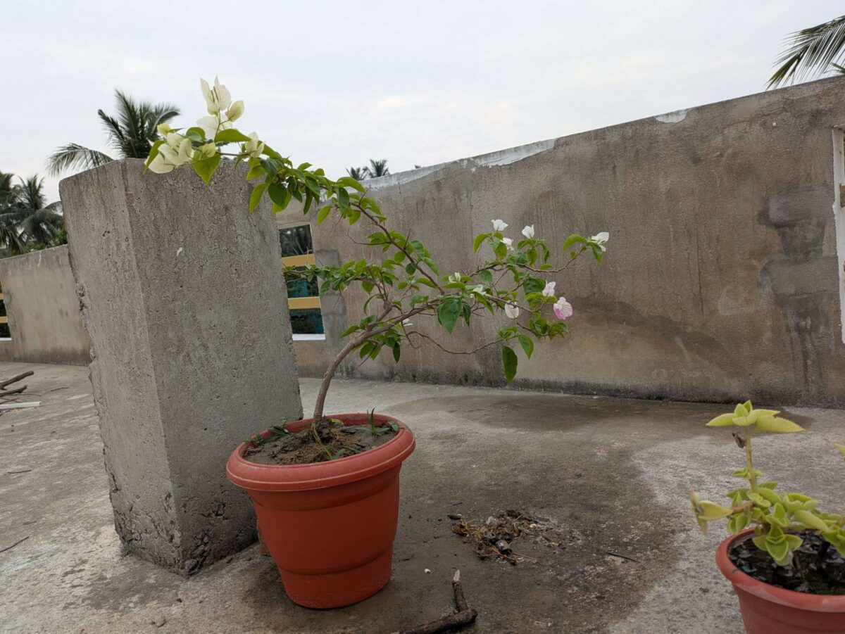 Bougainvillea Kagaji Live Plant - Image 2