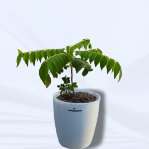 Curry Leaf Plant | Fresh and Aromatic