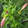 Allamanda pink flower