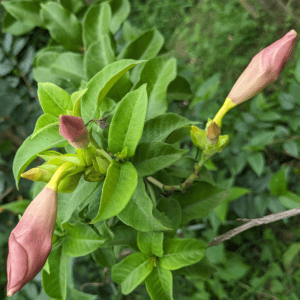 Allamanda pink flower