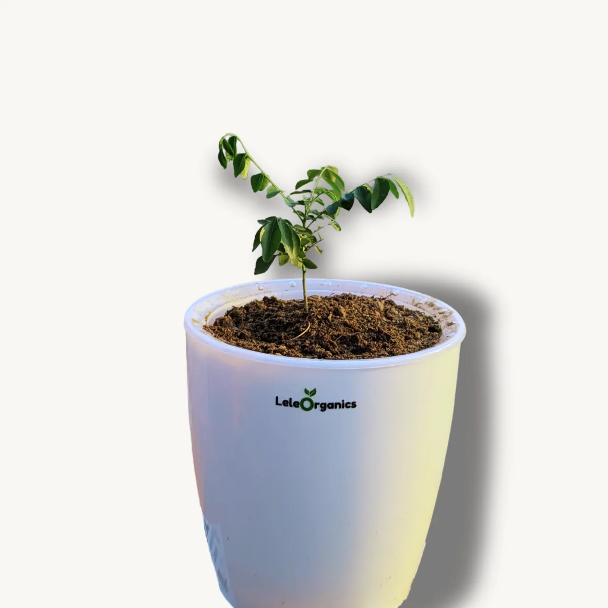 Curry Leaf Plant | Fresh and Aromatic - Image 4