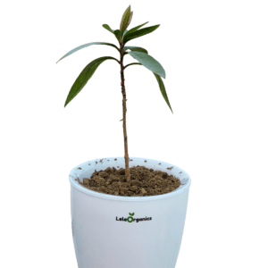 Cloves Live Plant