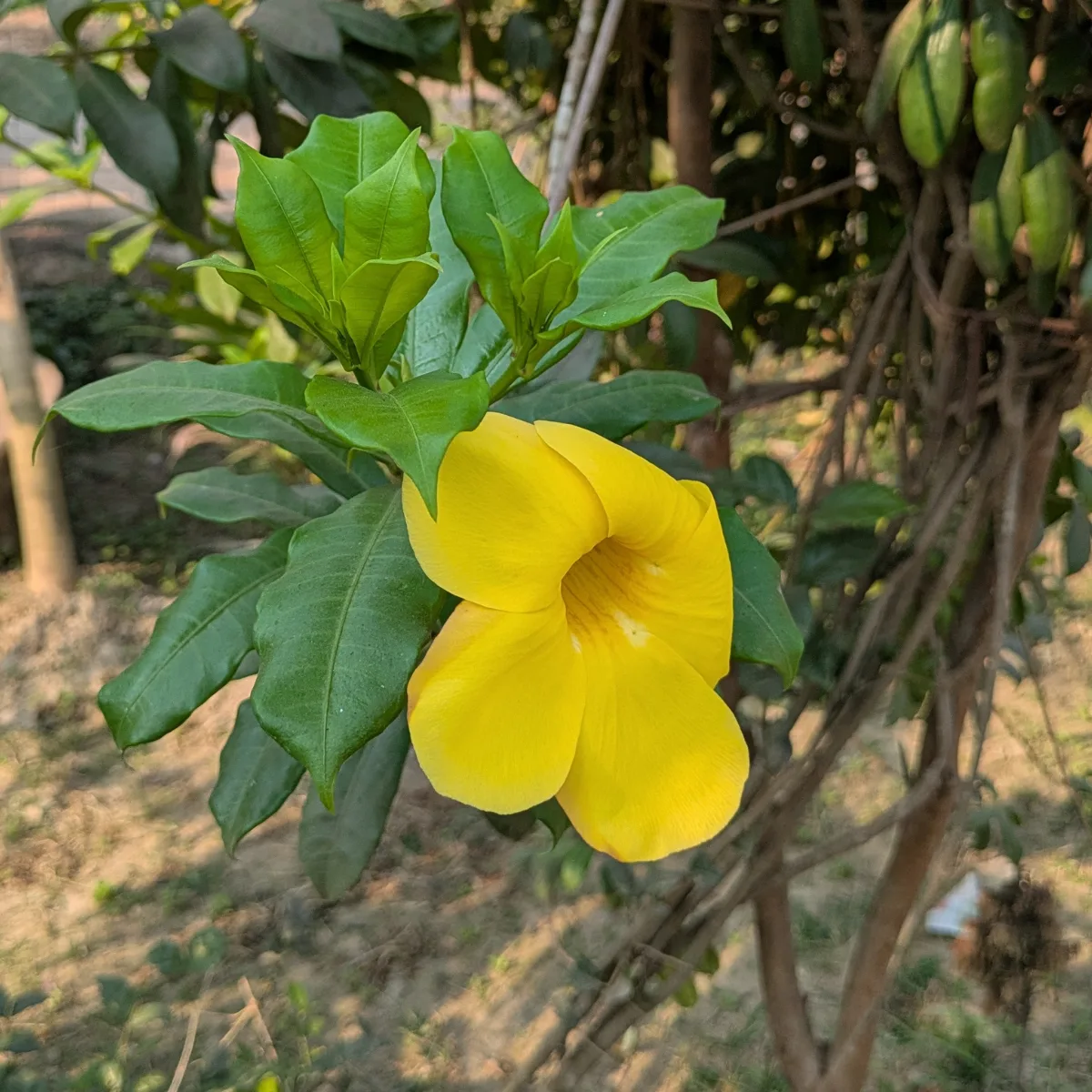 Allamanda Plant- Original Variety