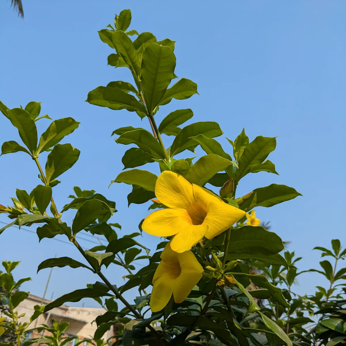 Allamanda Plant- Original Variety - Image 4