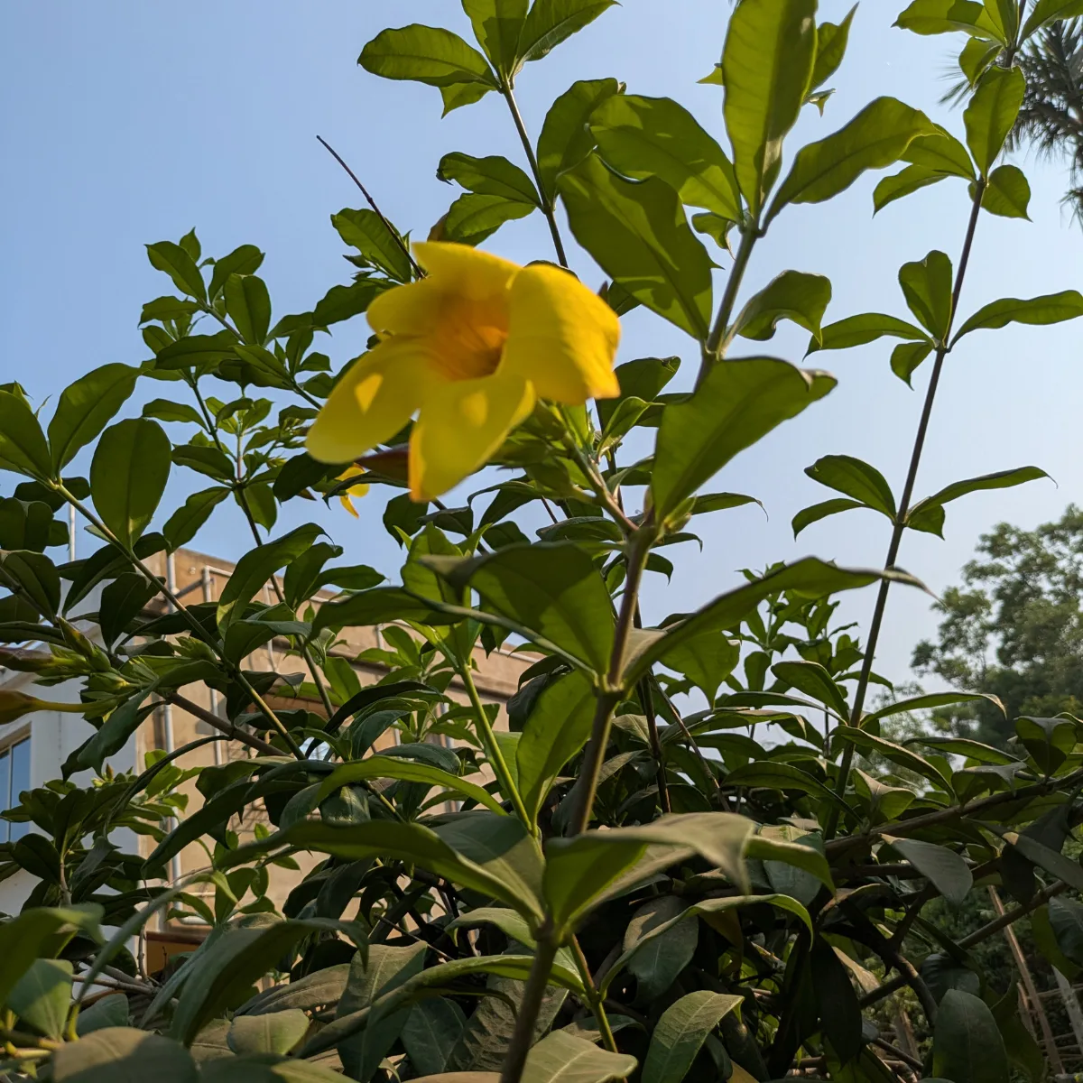 Allamanda Plant- Original Variety - Image 3