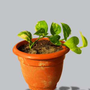 GOLDEN-POTHOS