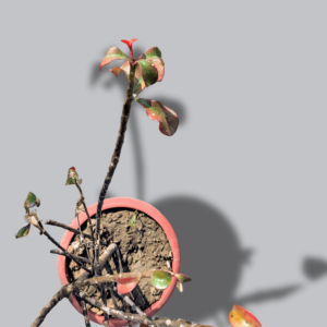 Euphorbia Geroldii