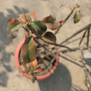 Thornless crown of thorns-Euphorbia geroldii