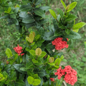 Ixora Plant