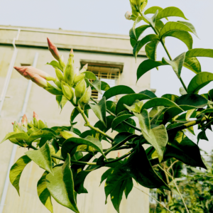 allamanda