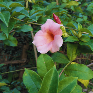 Allamanda
