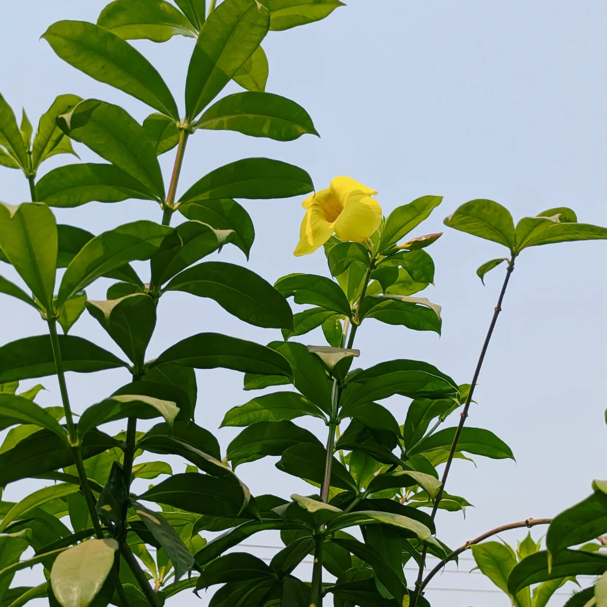 allamanda