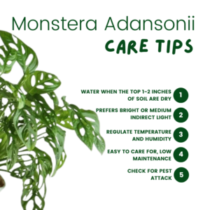 Monstera adansonii