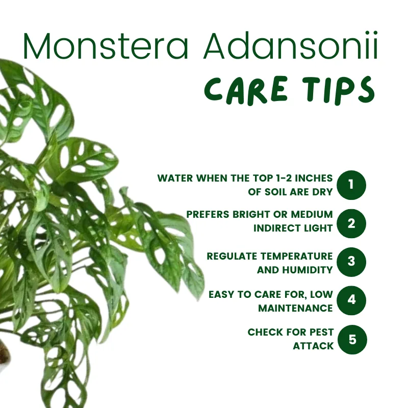 Monstera adansonii