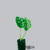 monstera adosonii