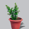 Jade-Crassula-Ovata-ZZ-Plant