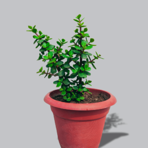 Jade-Crassula-Ovata-ZZ-Plant