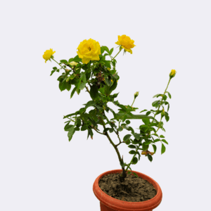 desi gulab