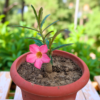 Adenium desert rose