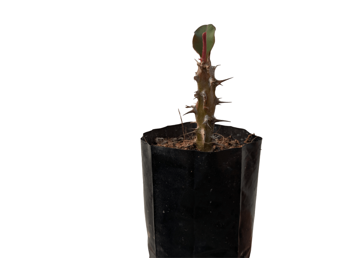 Euphorbia milii (Crown of Thorns)