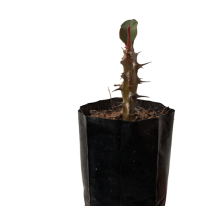 Euphorbia milii (Crown of Thorns)