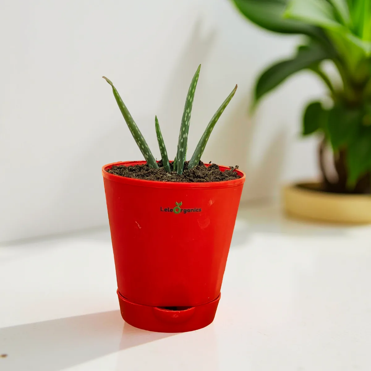Aloe Vera & Ajwain Plant Combo - Image 3