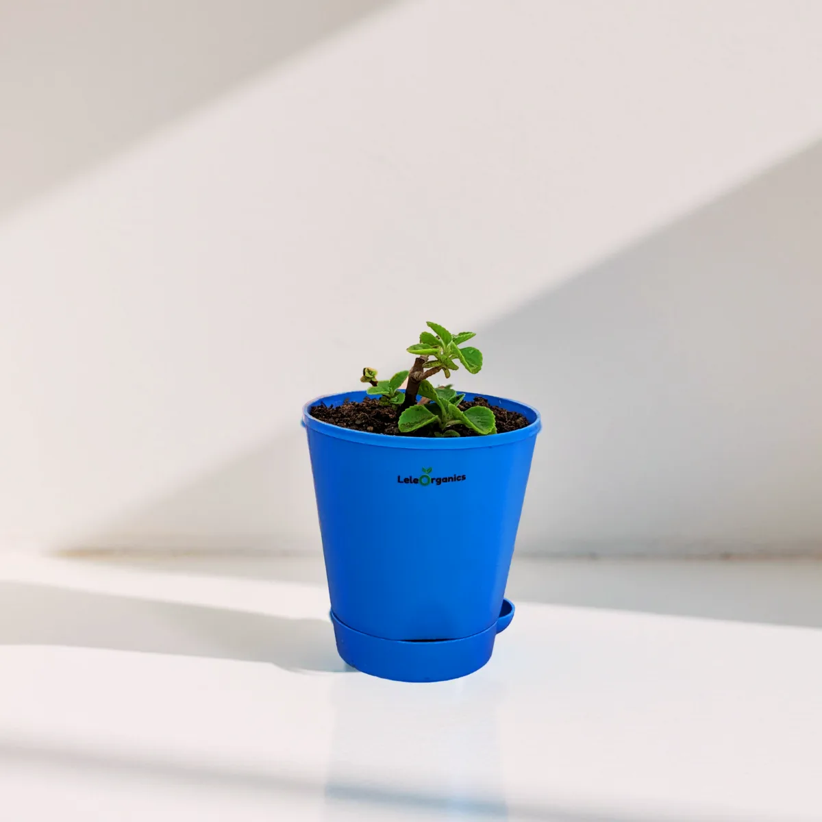 Aloe Vera & Ajwain Plant Combo - Image 2