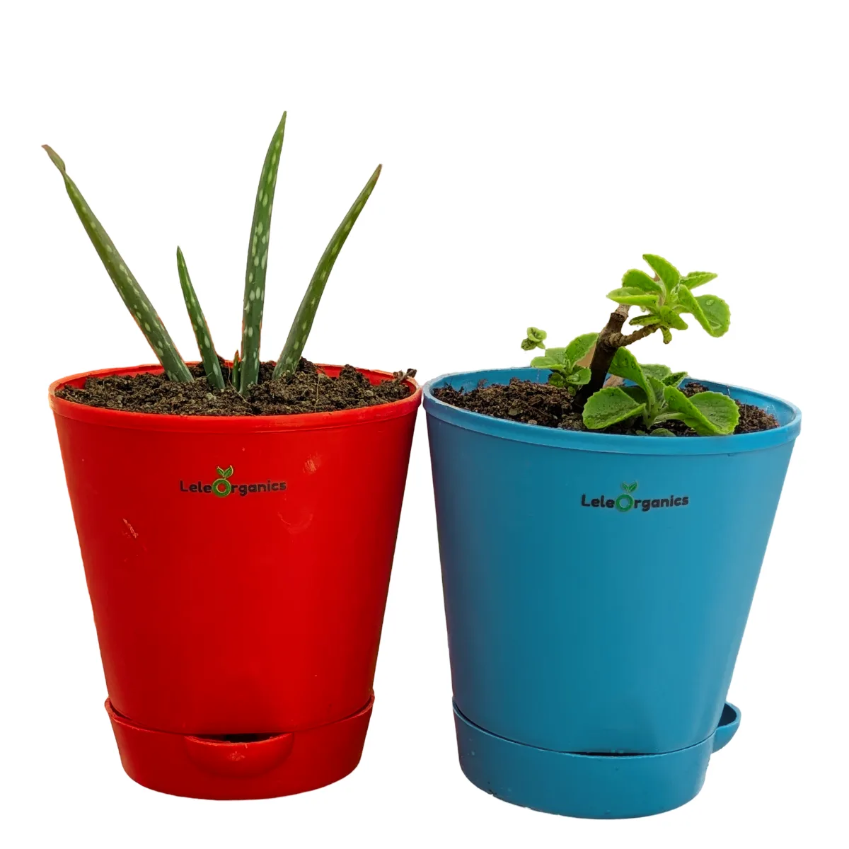 Aloe Vera & Ajwain Plant Combo - Image 4