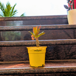 Euphorbia Milii Plant