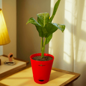 Aglaonema Chinese Evergreen Plant