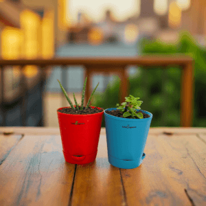 Aloe Vera & Ajwain Plant Combo