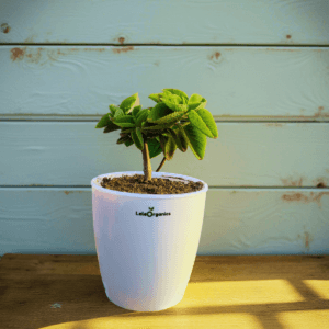Ajwain Or Carom Plant
