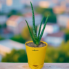 aloe vera live plant
