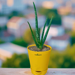 aloe vera live plant