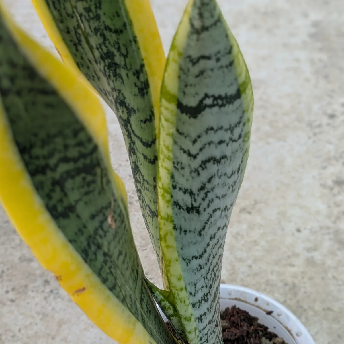 Sansevieria Trifasciata (laurentii) Snake Plant - Image 6