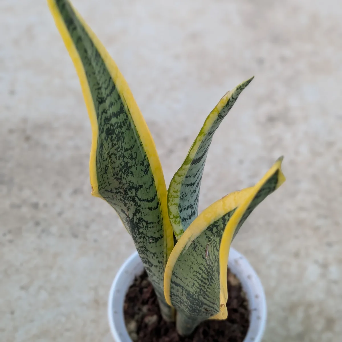 Sansevieria Trifasciata (laurentii) Snake Plant - Image 5