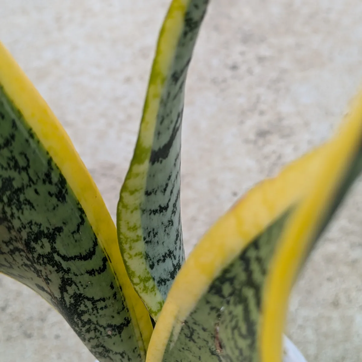 Sansevieria Trifasciata (laurentii) Snake Plant - Image 4