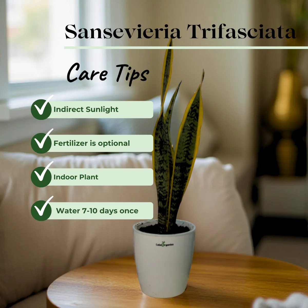 Sansevieria Trifasciata (laurentii) Snake Plant - Image 2