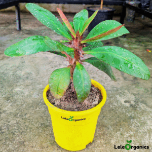 LeleOrganics Euphorbia Milii