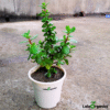 LeleOrganics Jade Plant