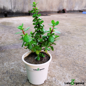 LeleOrganics Jade Plant