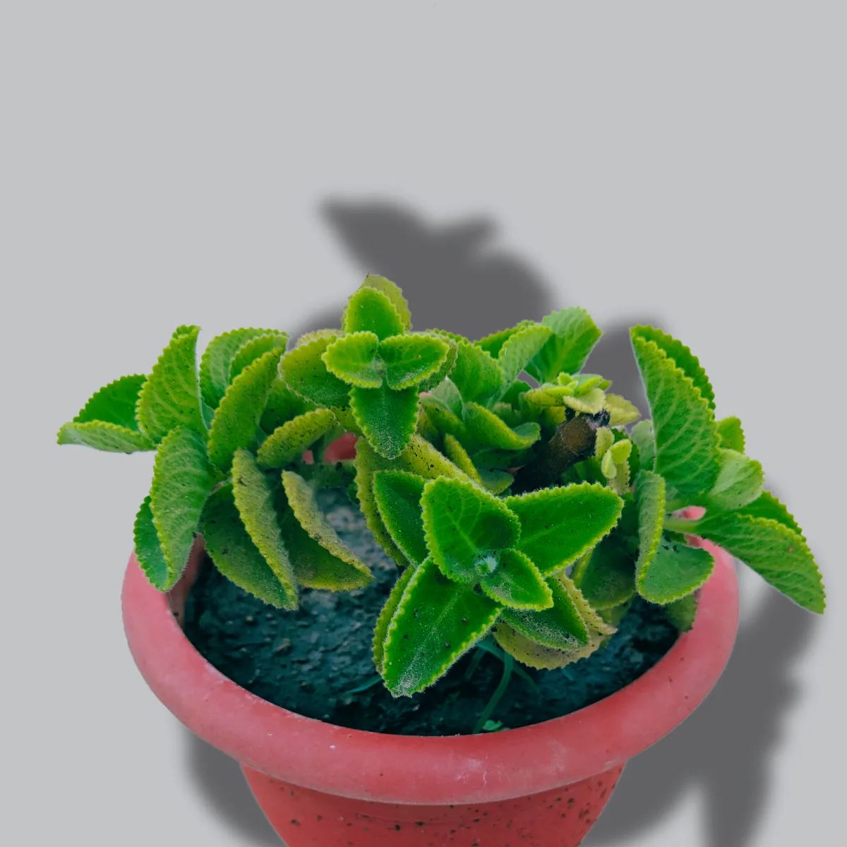 Ajwain Or Carom Plant - Image 2