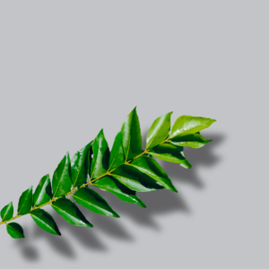 curry dry leaves