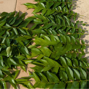 curry dry leaves