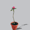 adenium-desert-rose