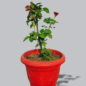 red rose variegated
